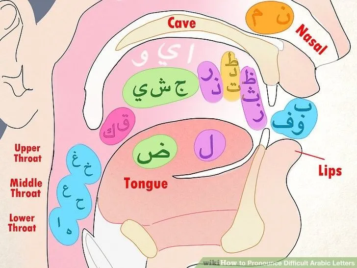 Learn tajweed for beginners Arabic letters makharij diagram showing 17 articulation points