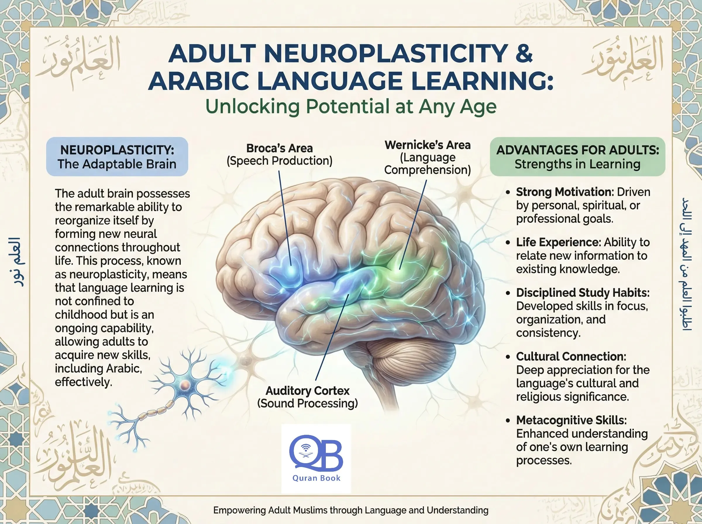 Adult brain neuroplasticity - learn Arabic skills for adult Muslims infographic