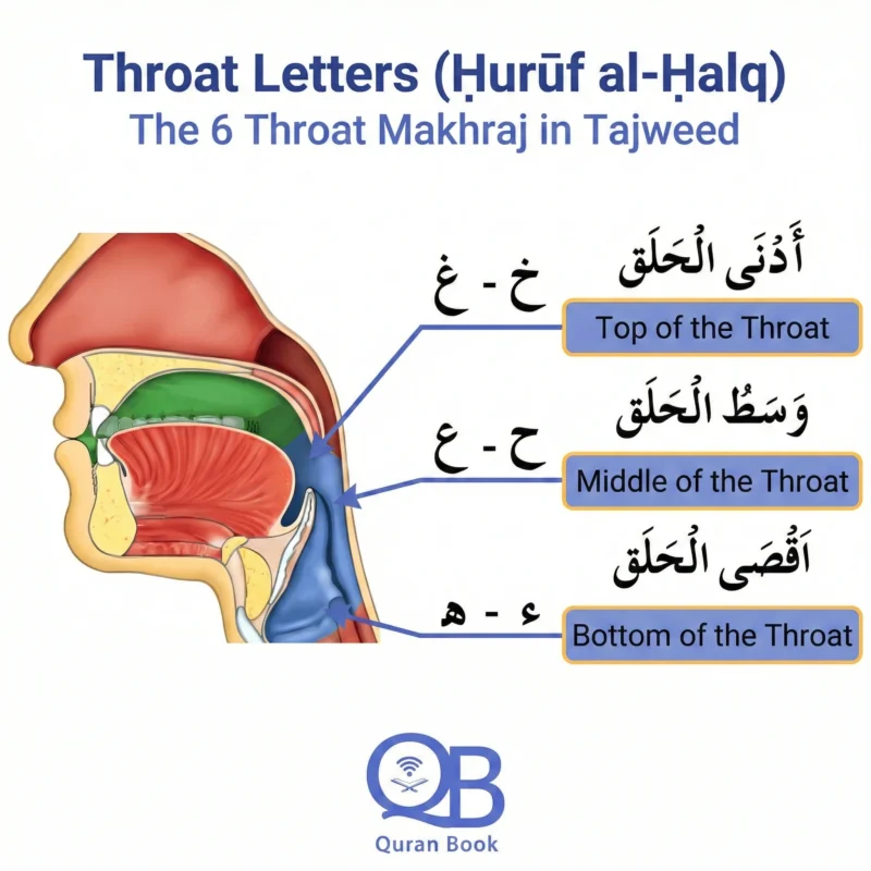 Diagram of the throat showing makhraj points for 6 throat letters in Quran Tajweed rules